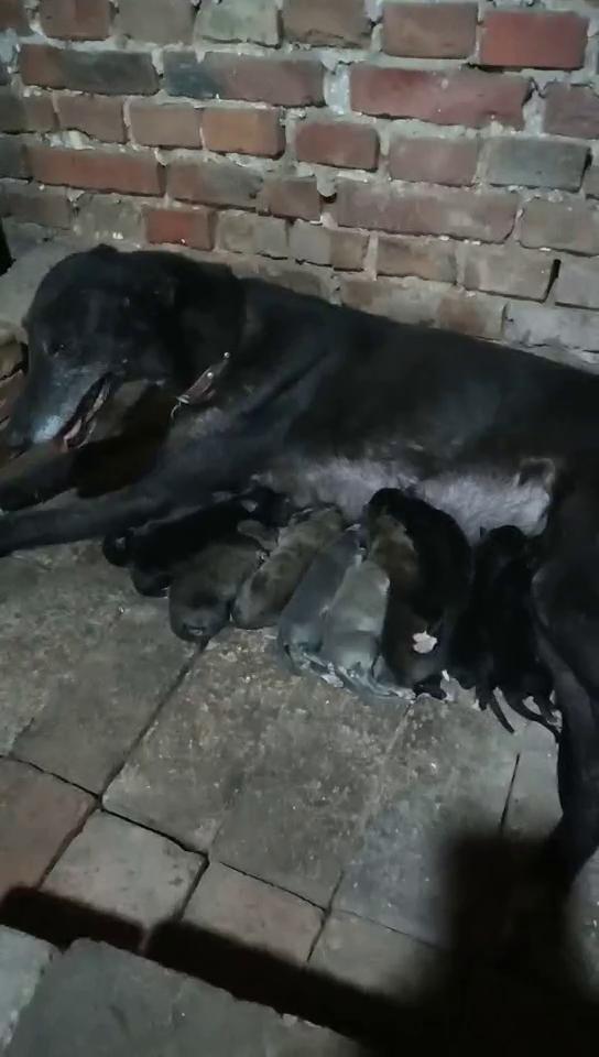 大黑bfdb 54b,900111880205686 - 格力犬yy--格力犬血统查询