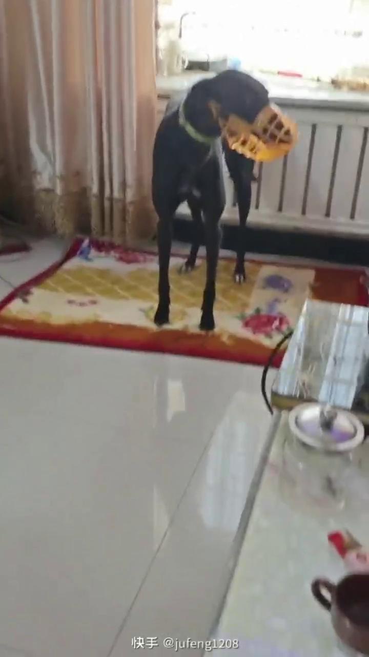 小碰撞 yz18a,900128001208812 - 格力犬yy网手机版--格力犬血统查询